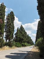 Bolgheri